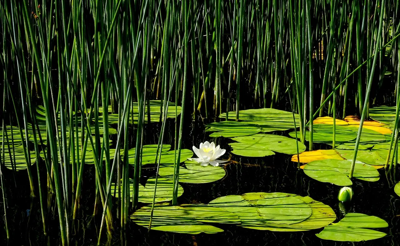 water lily, aquatic plants, pond, nature, lotus, beauty, meditation, yoga, relaxation, leaf, quiet, silence, harmony, balance
